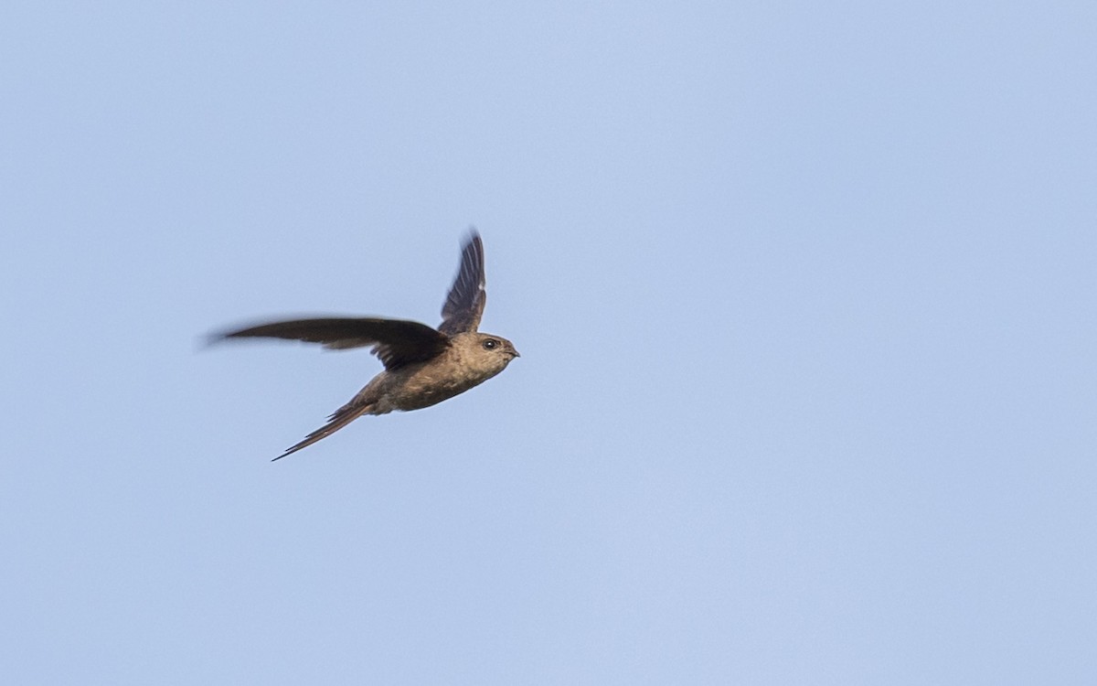 Bengalensegler - ML645312652