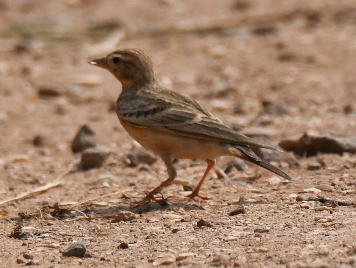 Mongolian Short-toed Lark - ML645312655