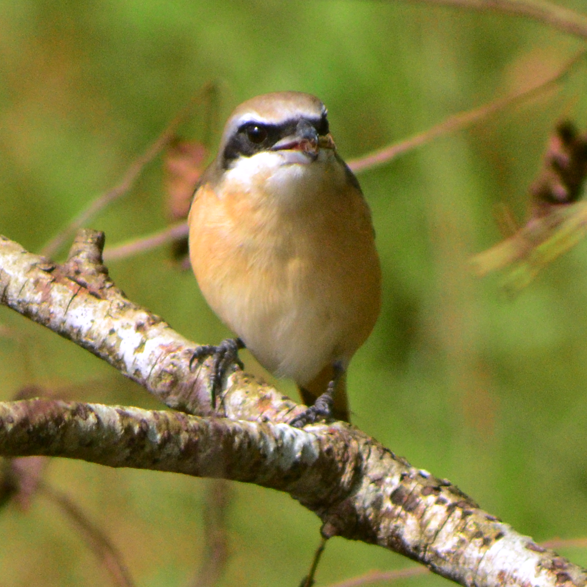 Brown Shrike - ML645312656
