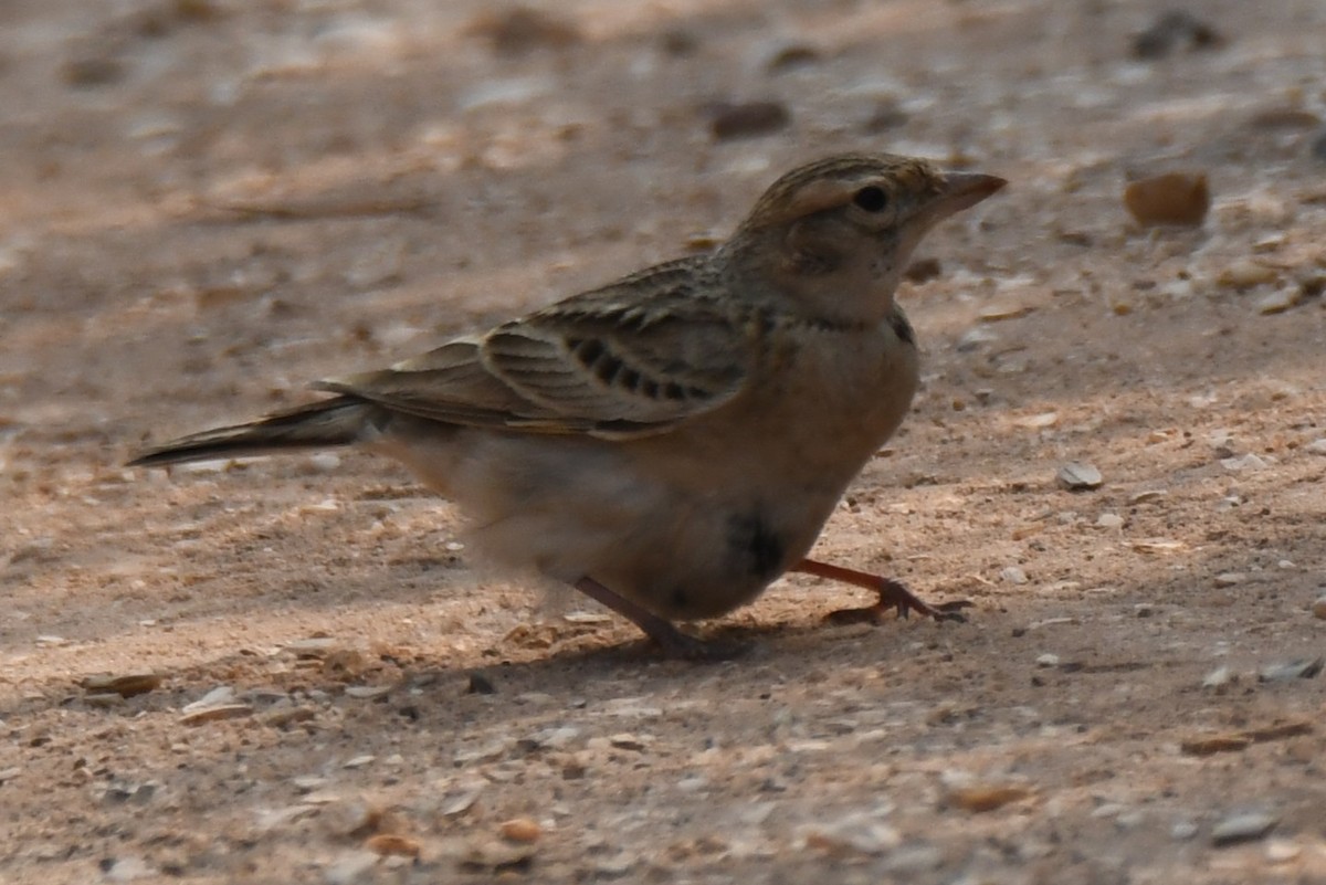 Mongolian Short-toed Lark - ML645312657