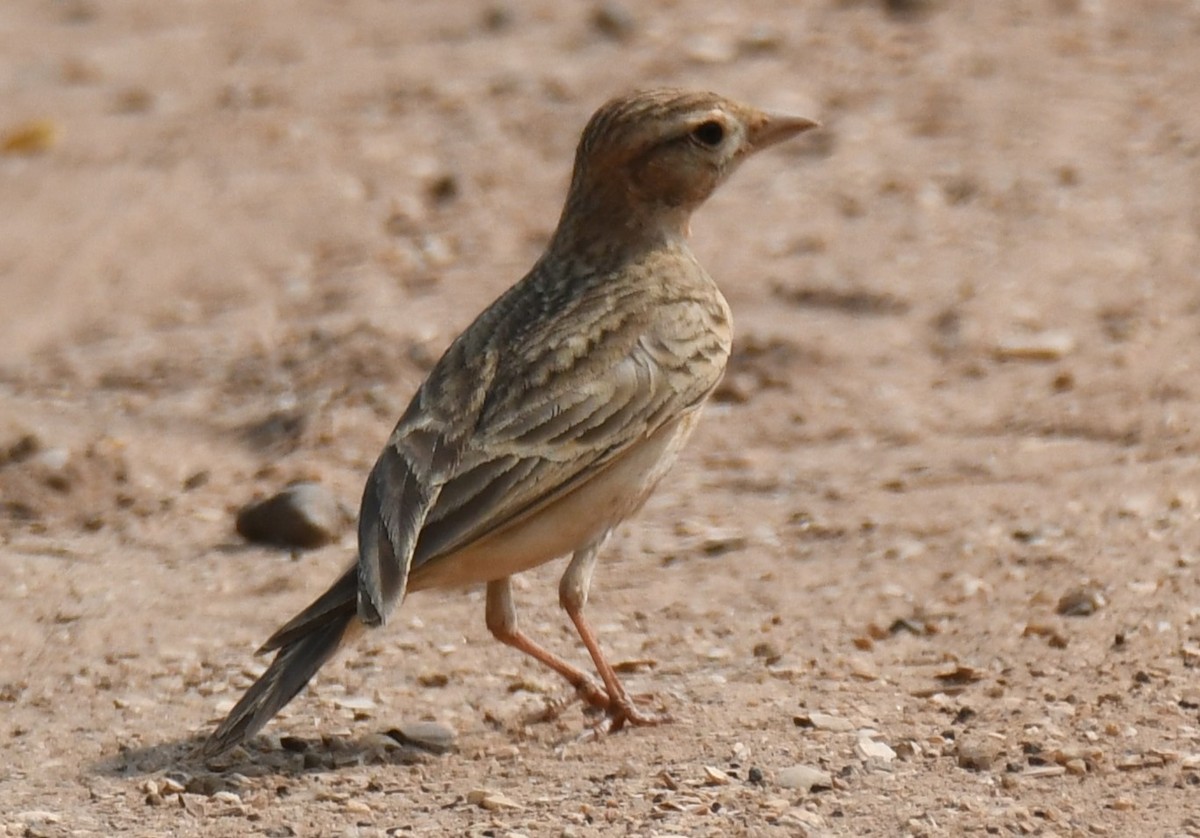 Mongolian Short-toed Lark - ML645312659