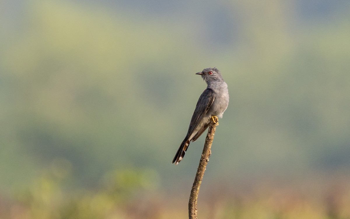 Coucou à tête grise - ML645312660