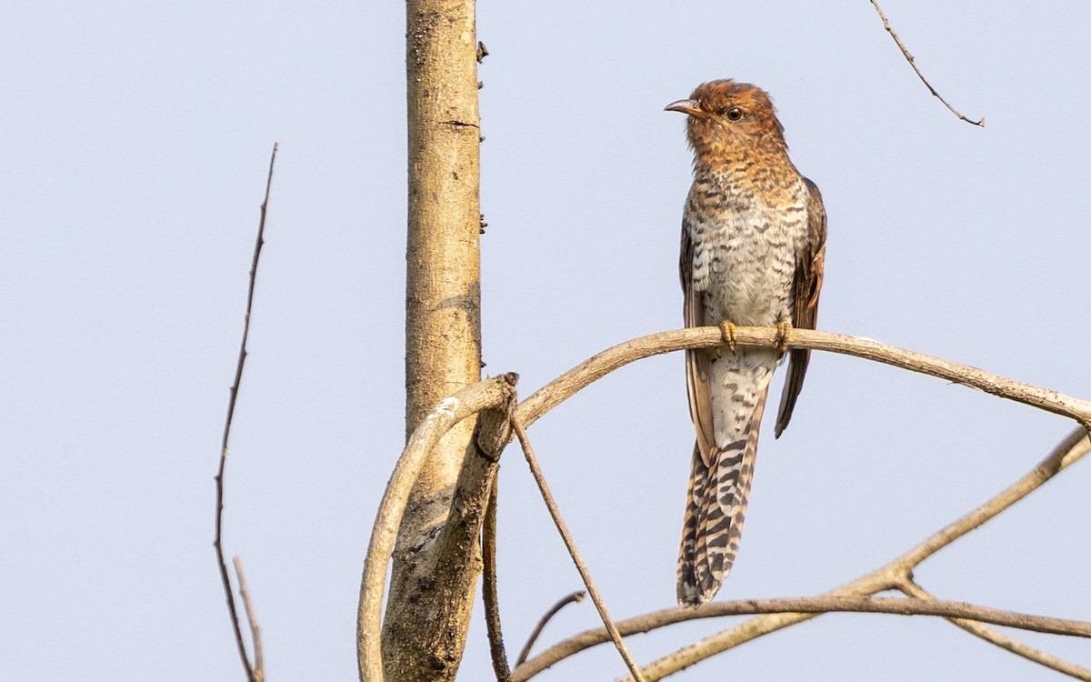 Coucou à tête grise - ML645312661
