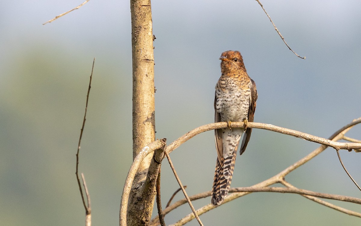 Coucou à tête grise - ML645312662