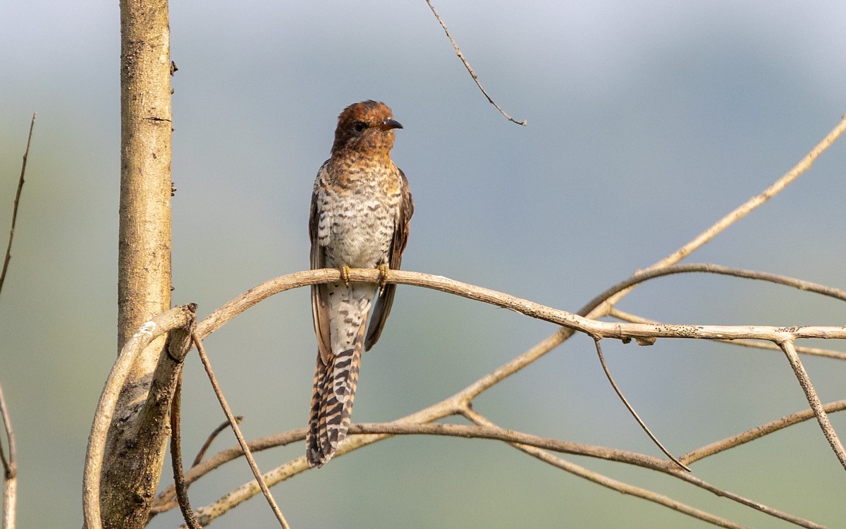 Coucou à tête grise - ML645312663