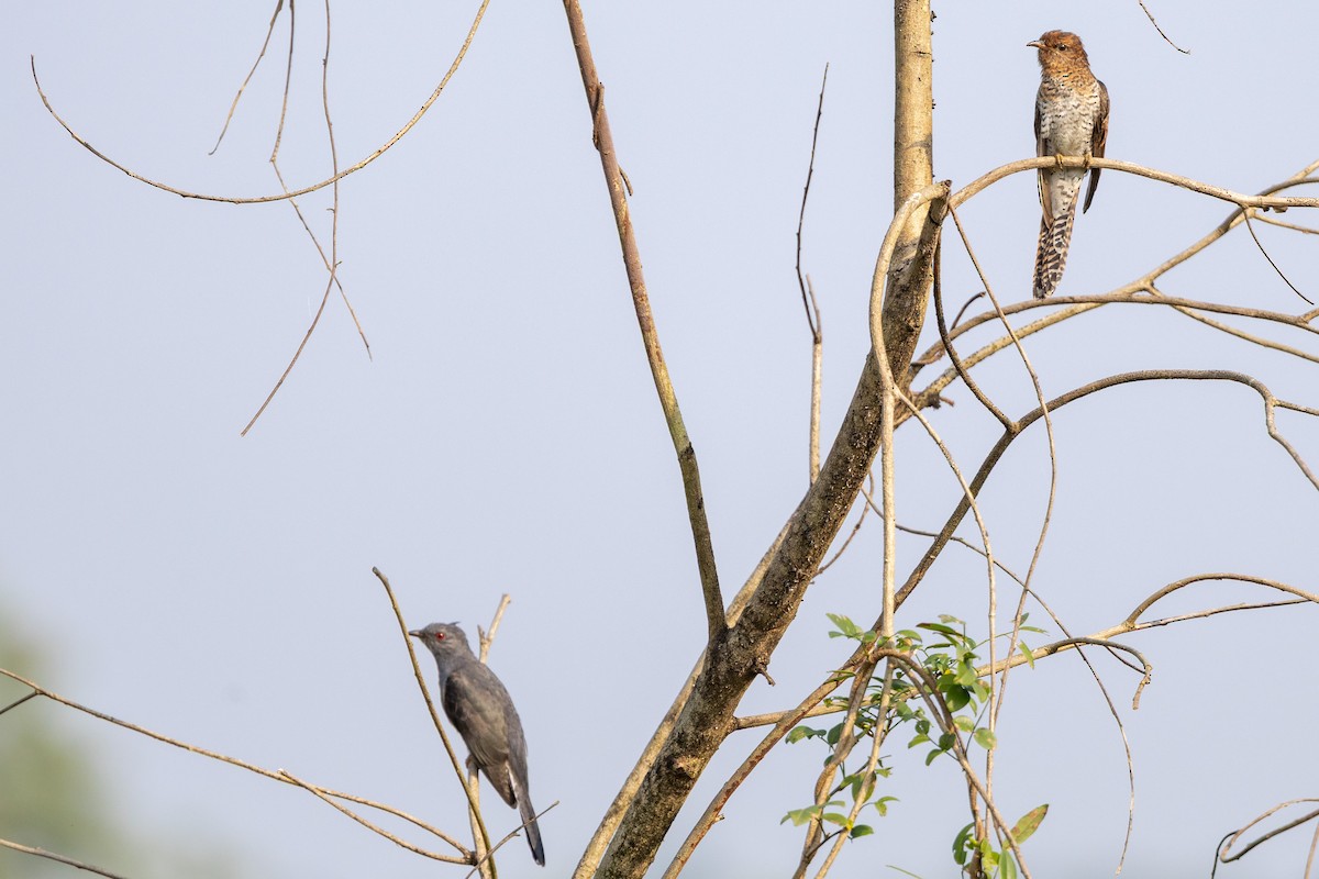 Coucou à tête grise - ML645312664
