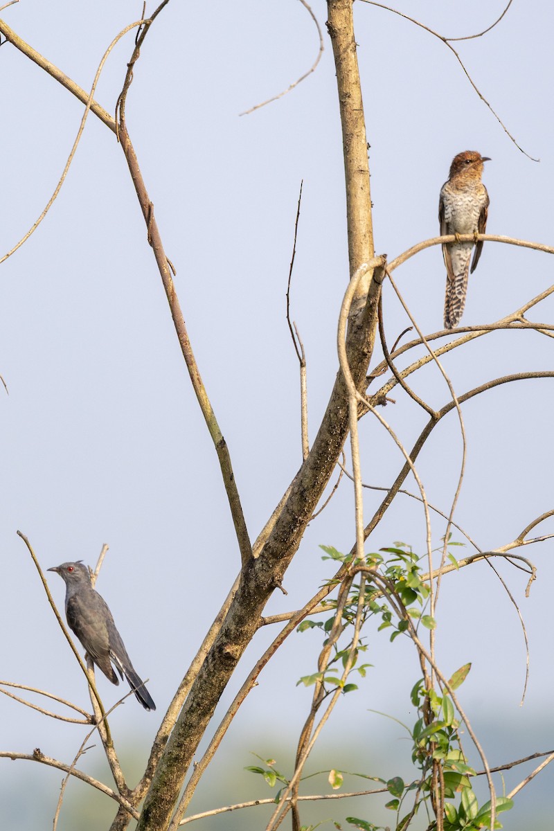 Coucou à tête grise - ML645312665