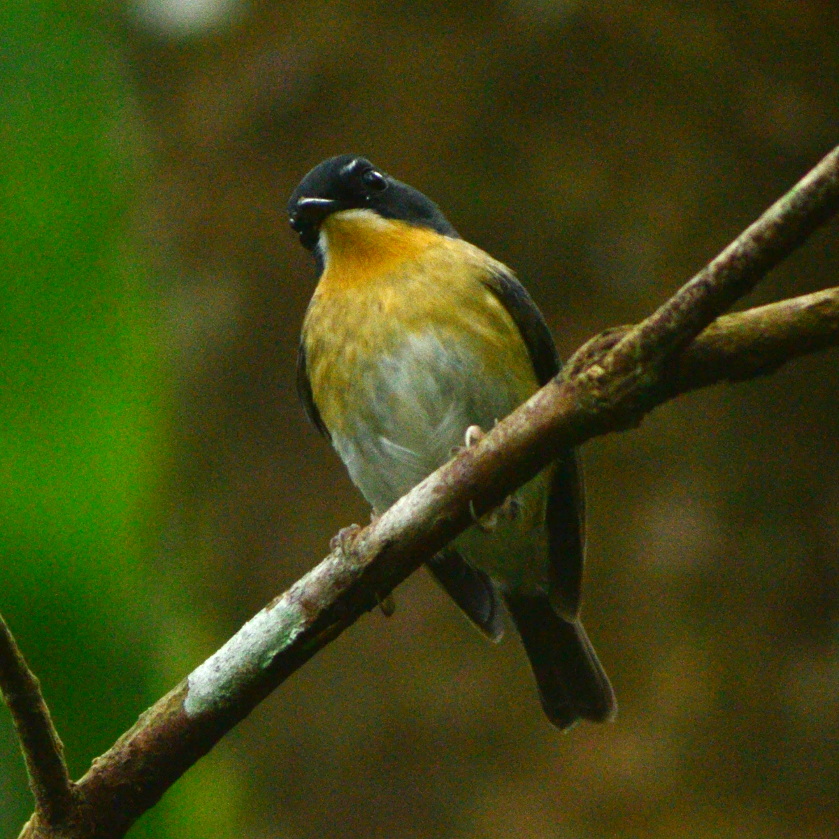 Bundok Flycatcher - ML645312667