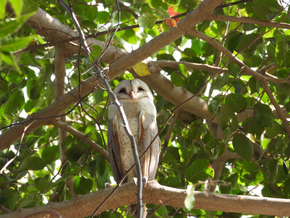 Eastern Barn Owl - ML645312670