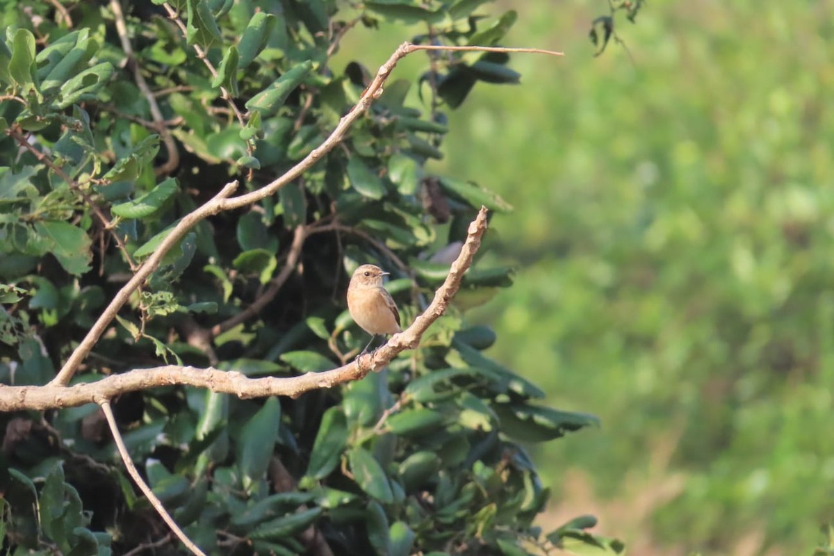 bramborníček sibiřský - ML645312672