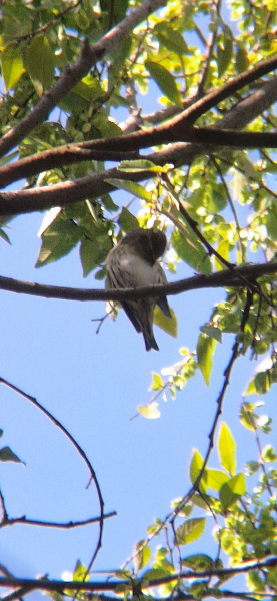 Eurasian Siskin - ML645312674