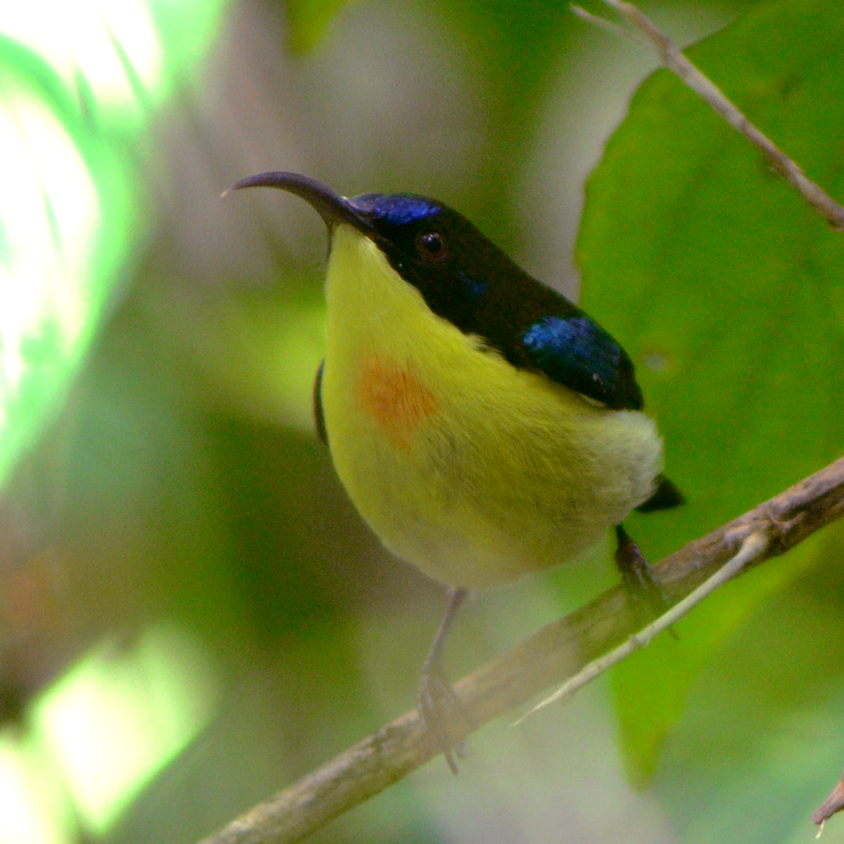 Metallic-winged Sunbird (Luzon) - ML645312675