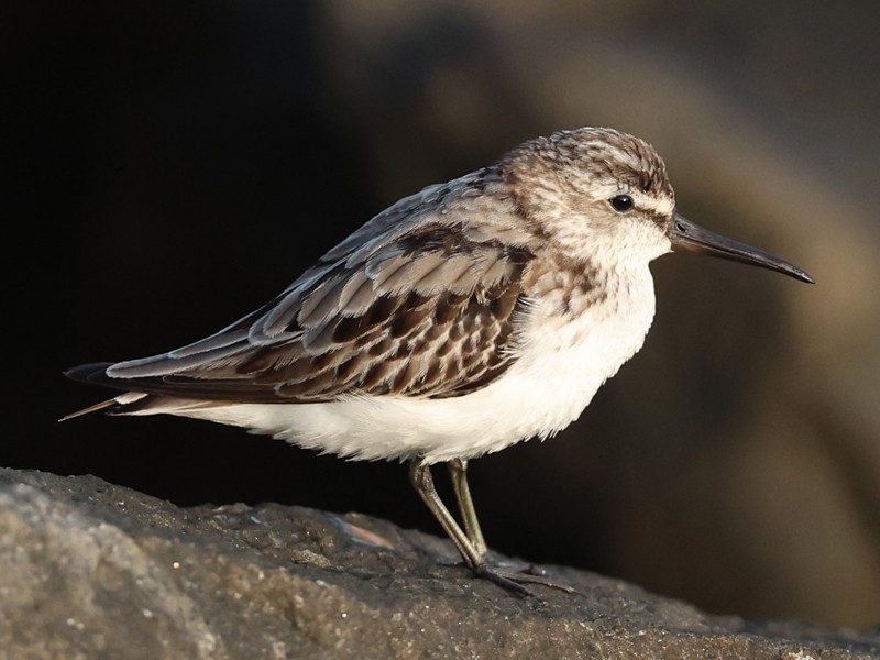 Broad-billed Sandpiper - ML645312700