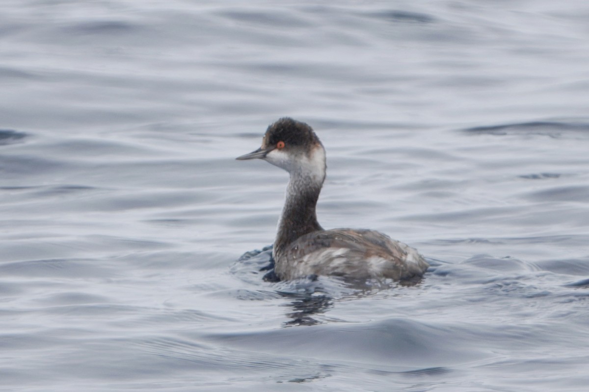 Txilinporta lepabeltza - ML645312718