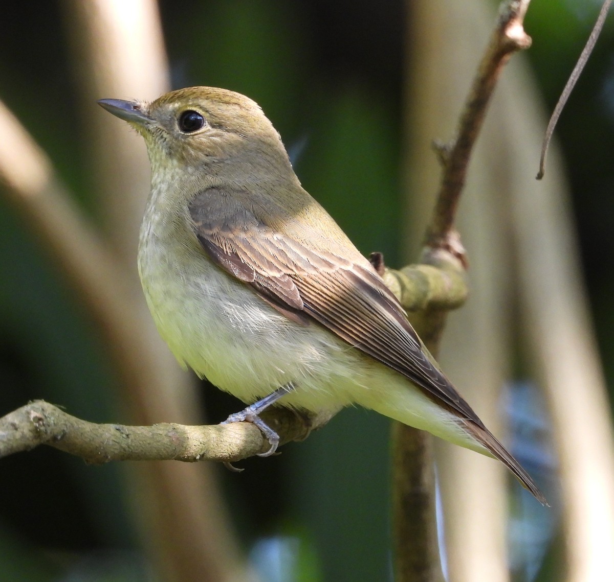 Narzissenschnäpper - ML645312723