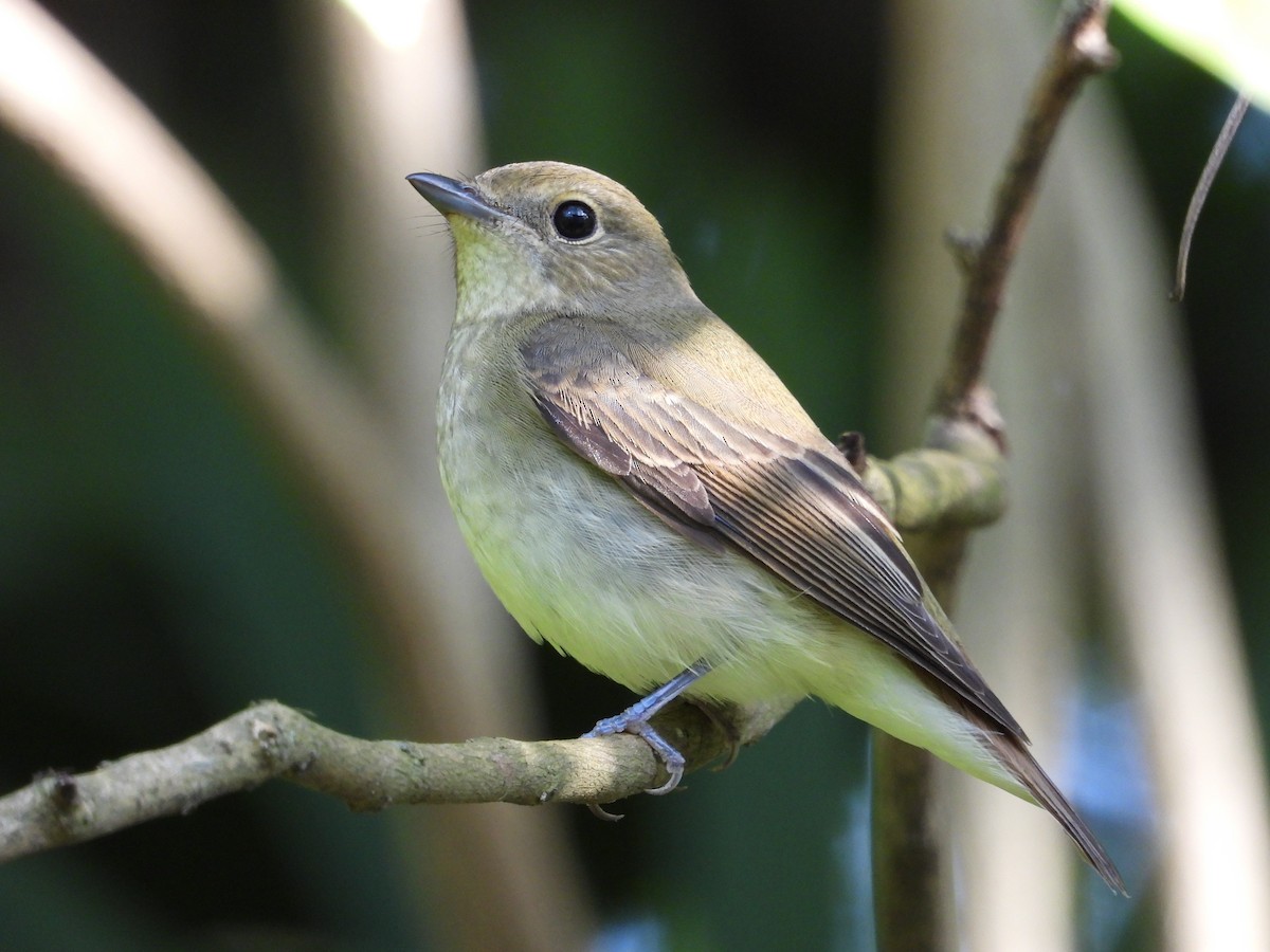 Narzissenschnäpper - ML645312724