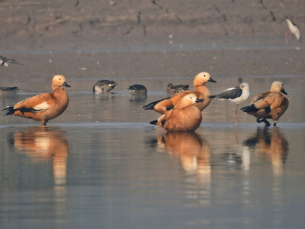 Ruddy Shelduck - ML645312725