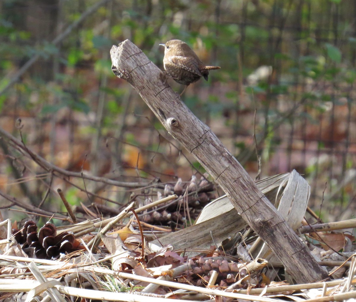 Winter Wren - ML645312741