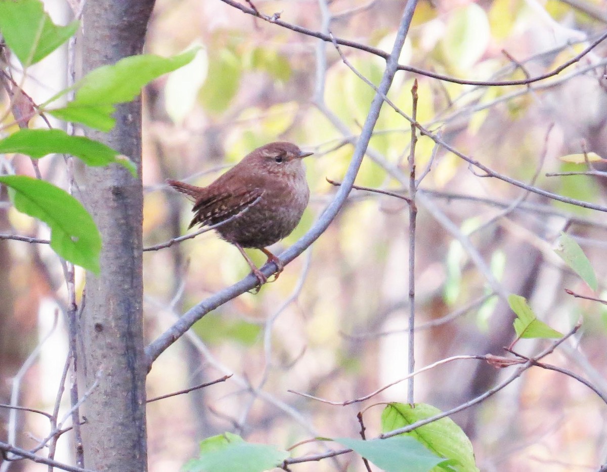 Winter Wren - ML645312742