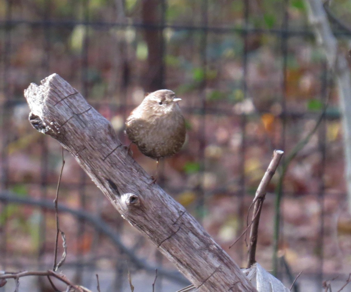 Winter Wren - ML645312743