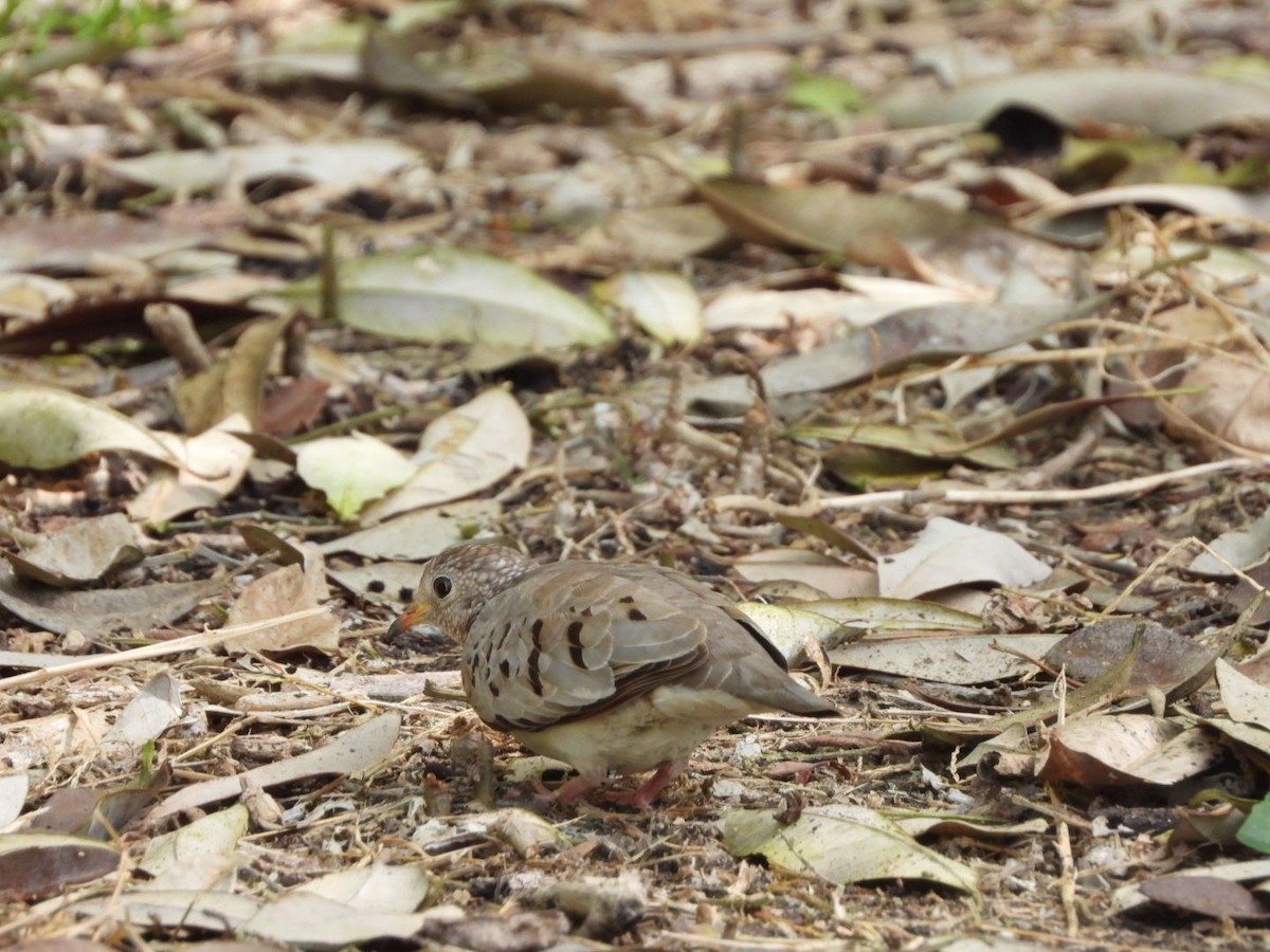 Common Ground Dove - ML645312764