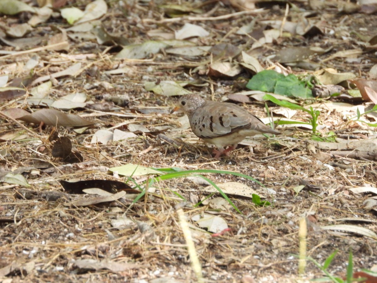 Common Ground Dove - ML645312765