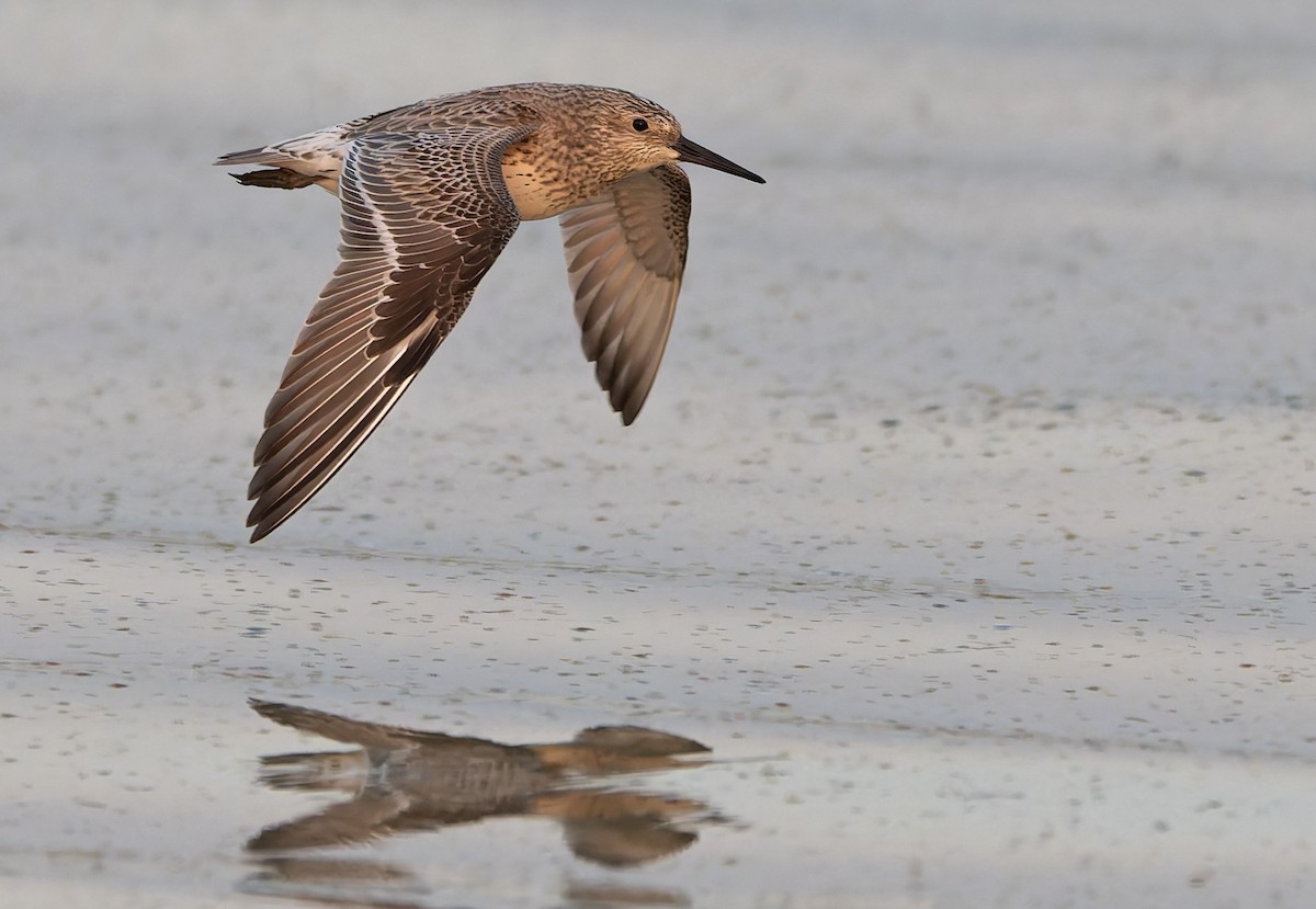 Great Knot - ML645312766
