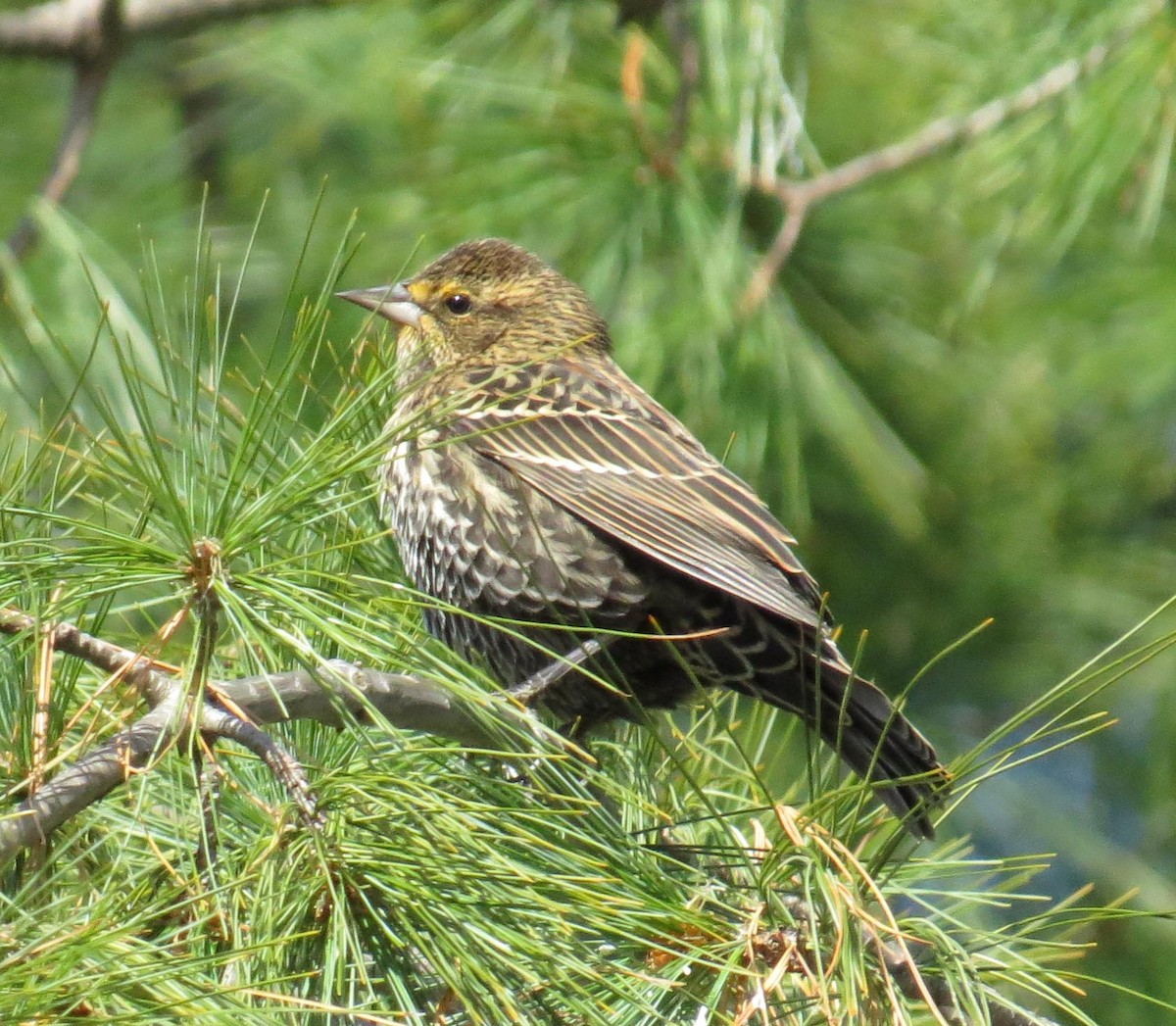 Red-winged Blackbird - ML645312768
