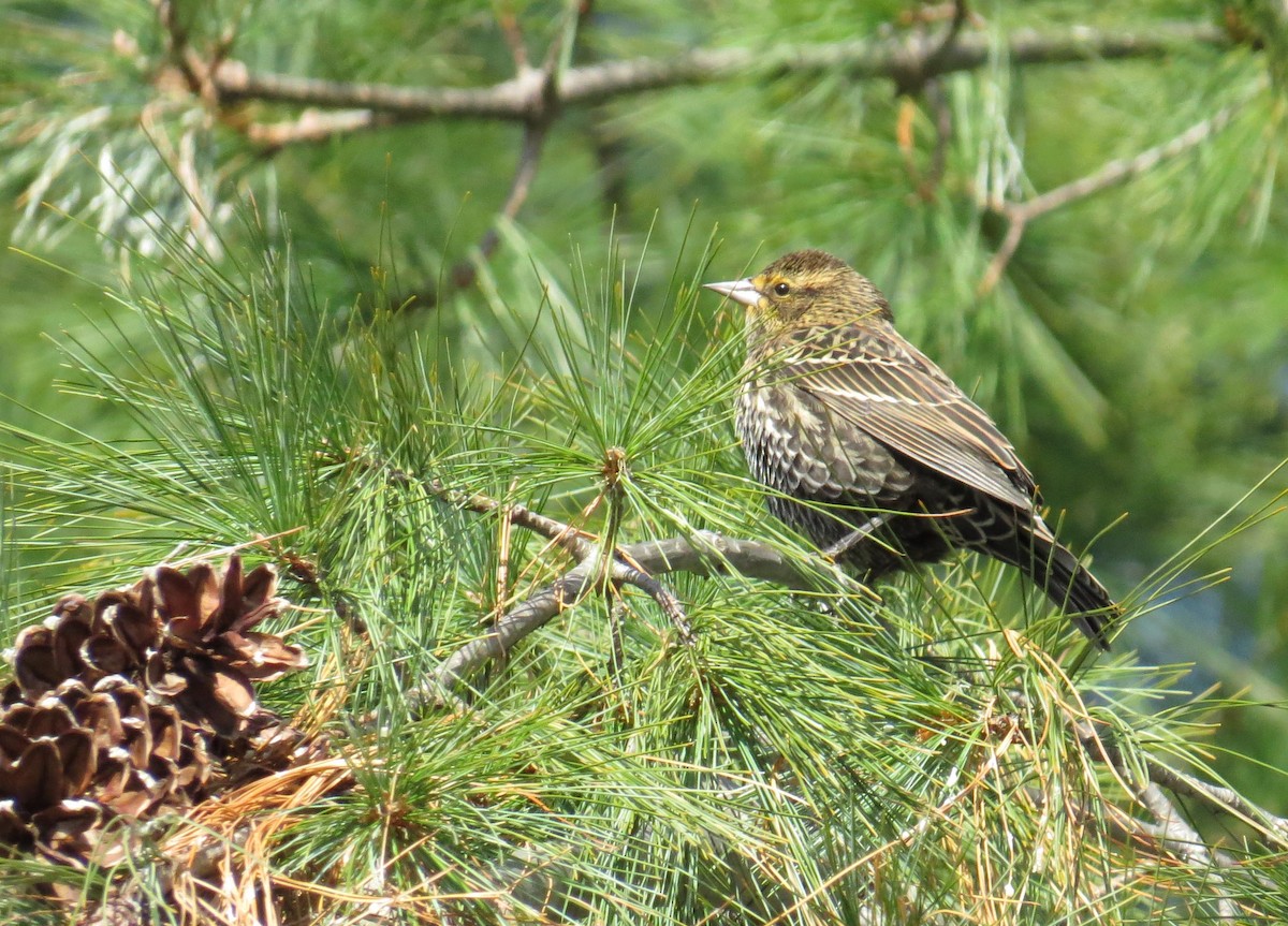 Red-winged Blackbird - ML645312769