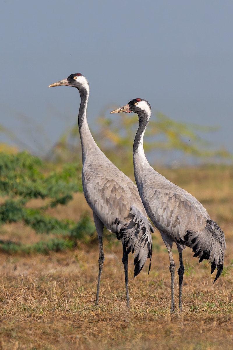 Common Crane - ML645312771
