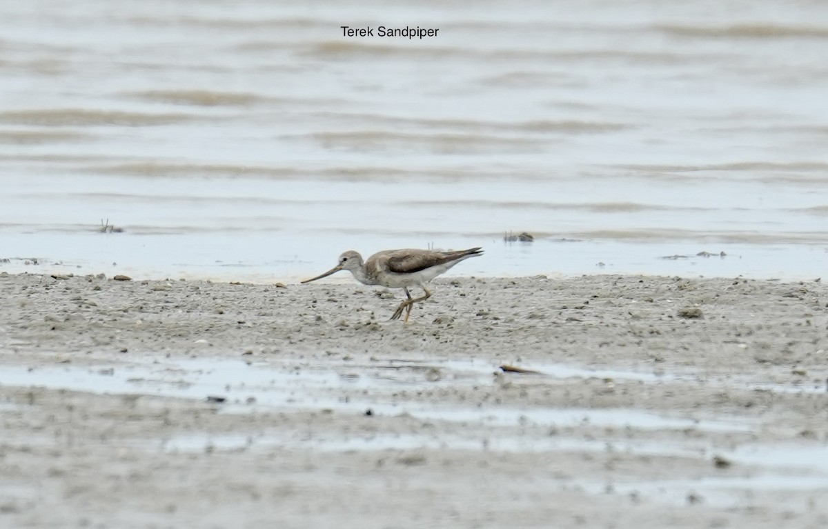 Terek Sandpiper - ML645312776