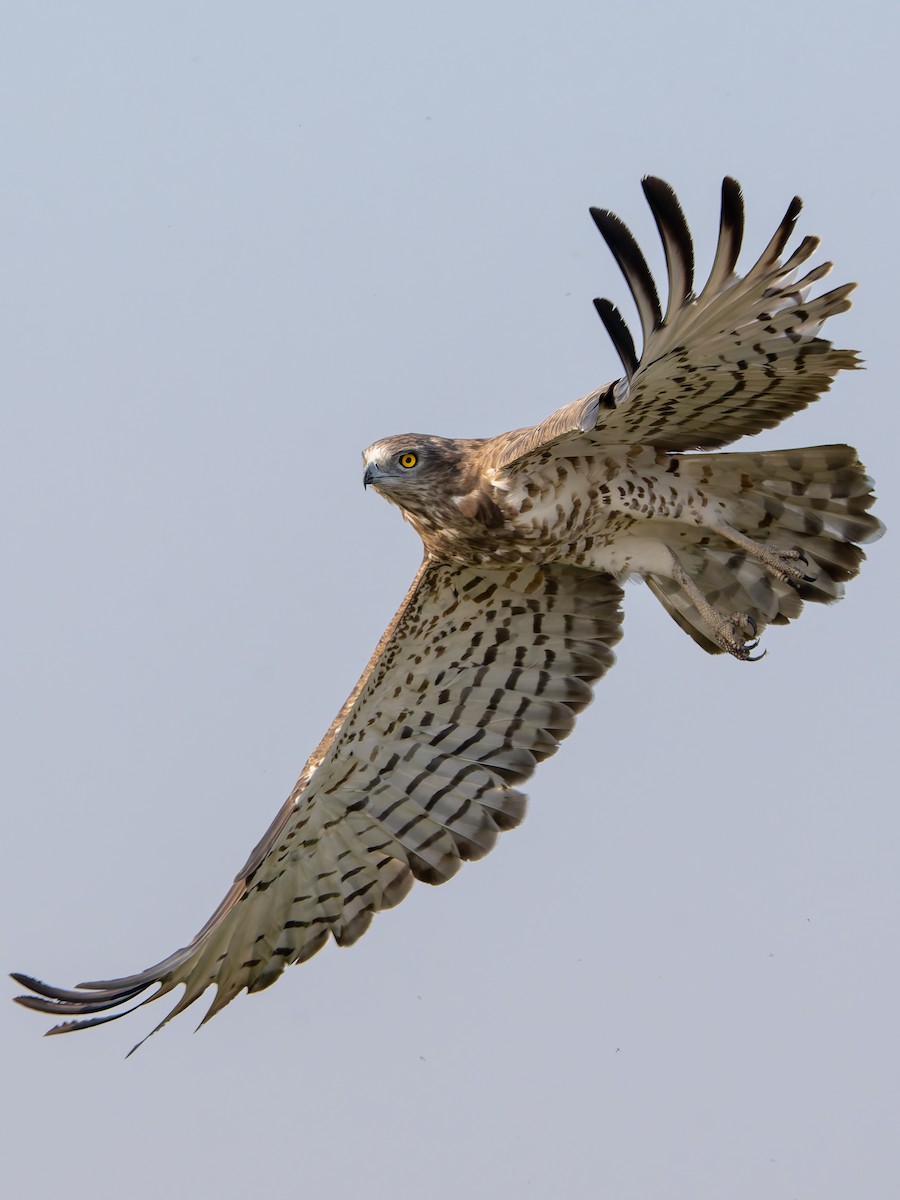 Short-toed Snake-Eagle - ML645312777