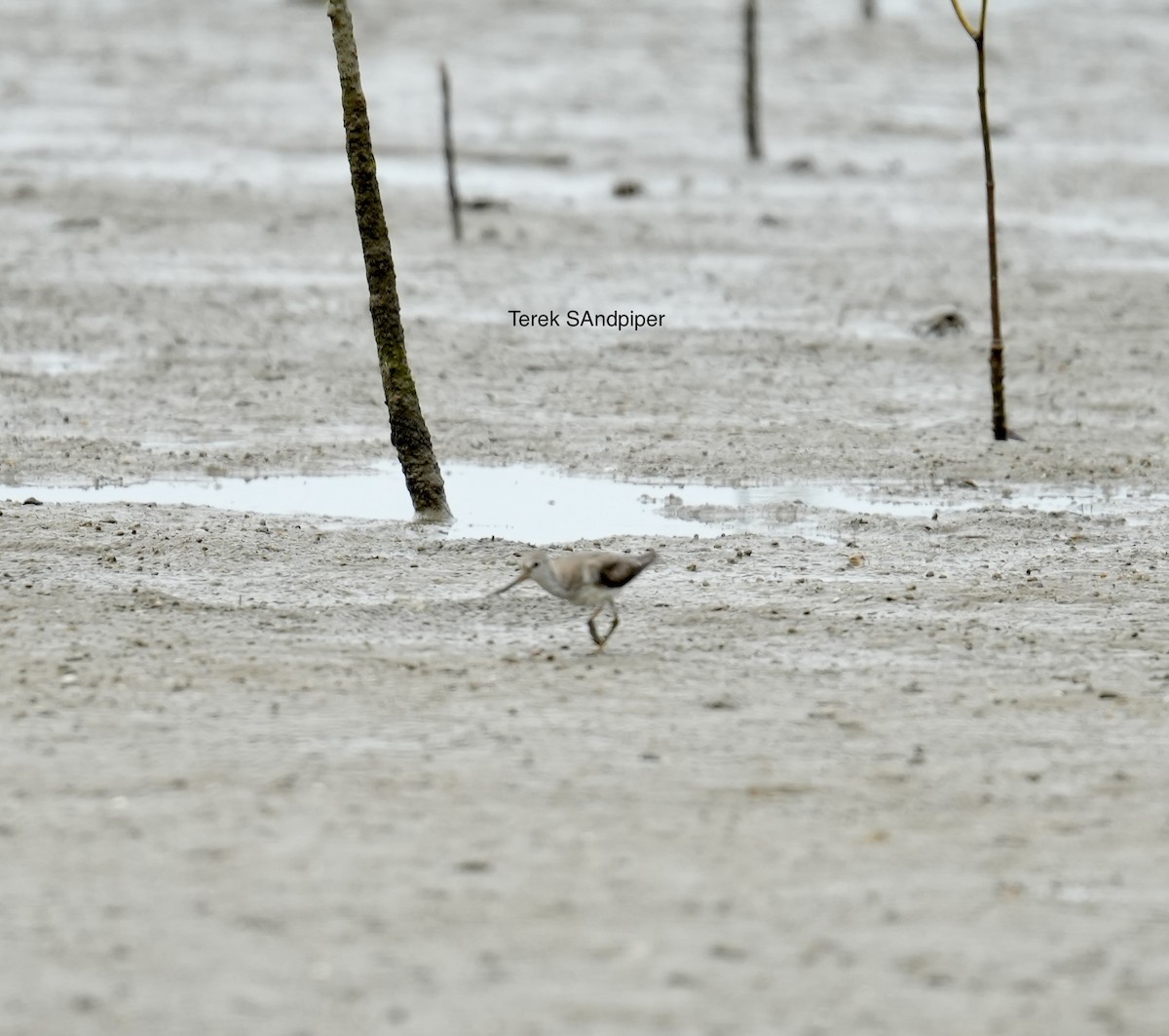 Terek Sandpiper - ML645312782