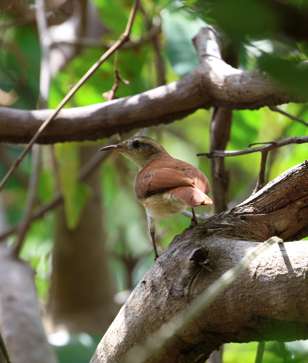 Lesser Hornero - ML645312787