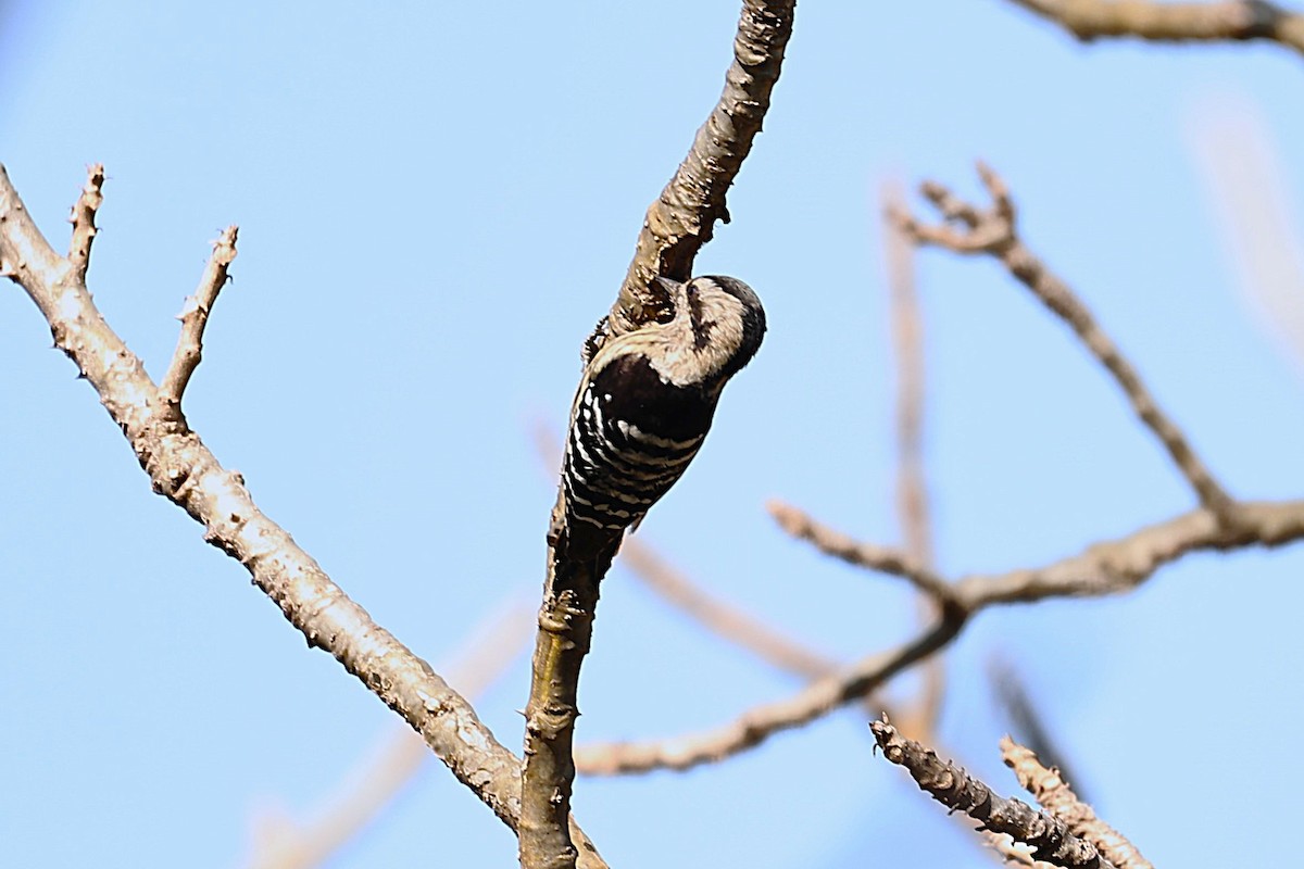 チャガシラコゲラ - ML645312790