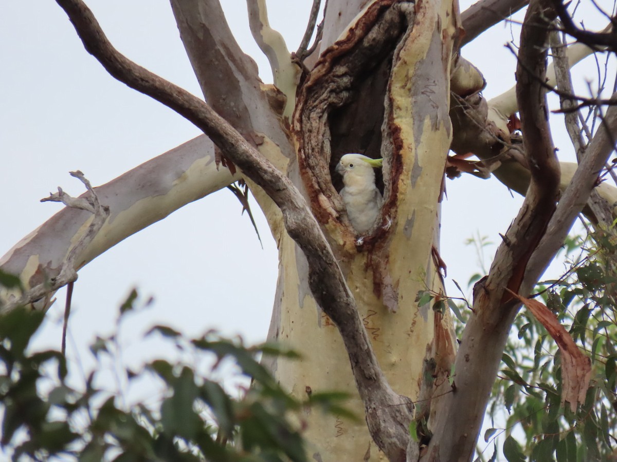 kakadu žlutočečelatý - ML645312791