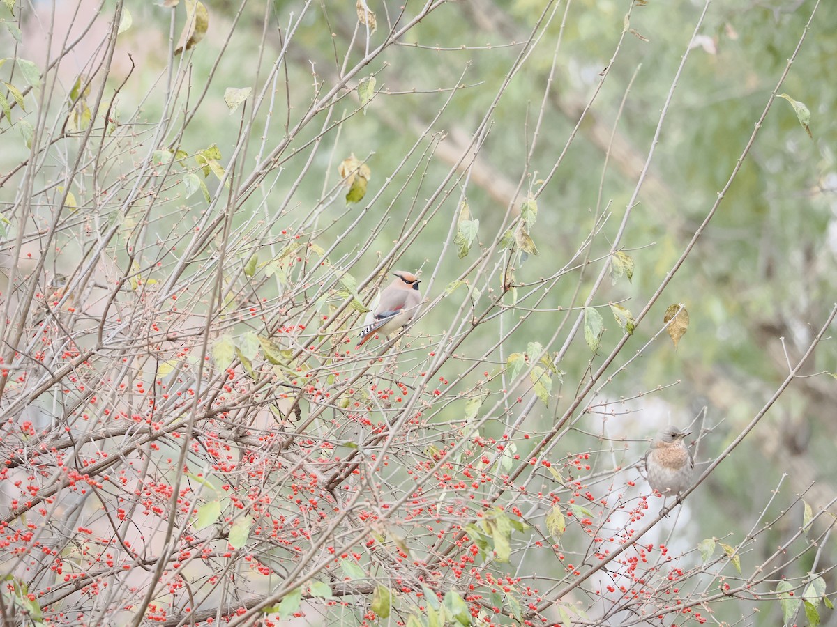 Japanese Waxwing - ML645312793