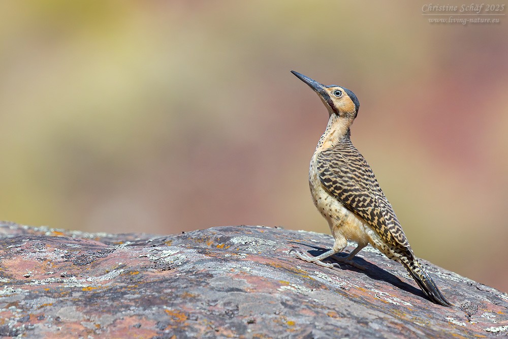 datel velehorský - ML645312795