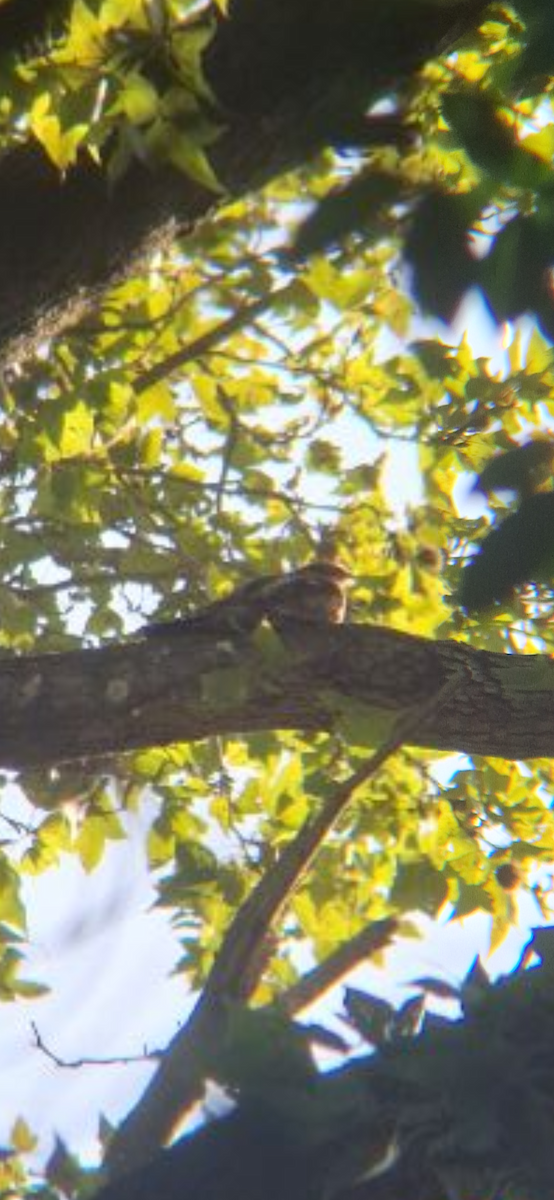 Gray Nightjar - ML645312813
