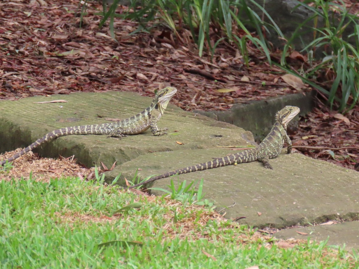 Reptiles - ML645312819