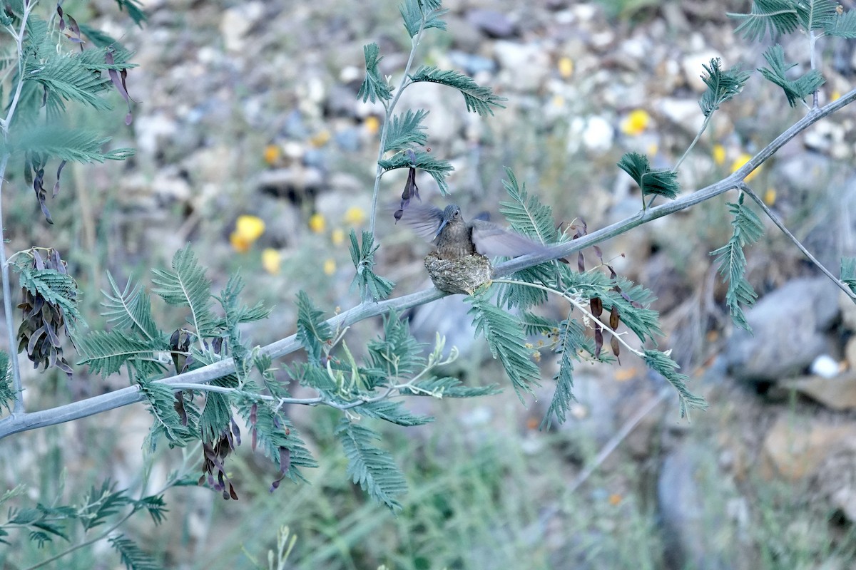 kjempekolibri - ML645312823