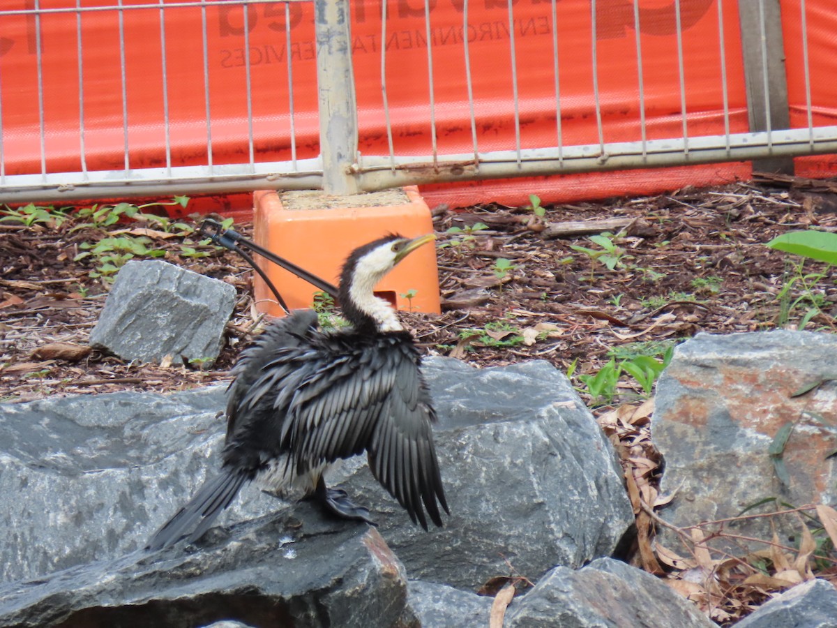 kormorán černobílý - ML645312824