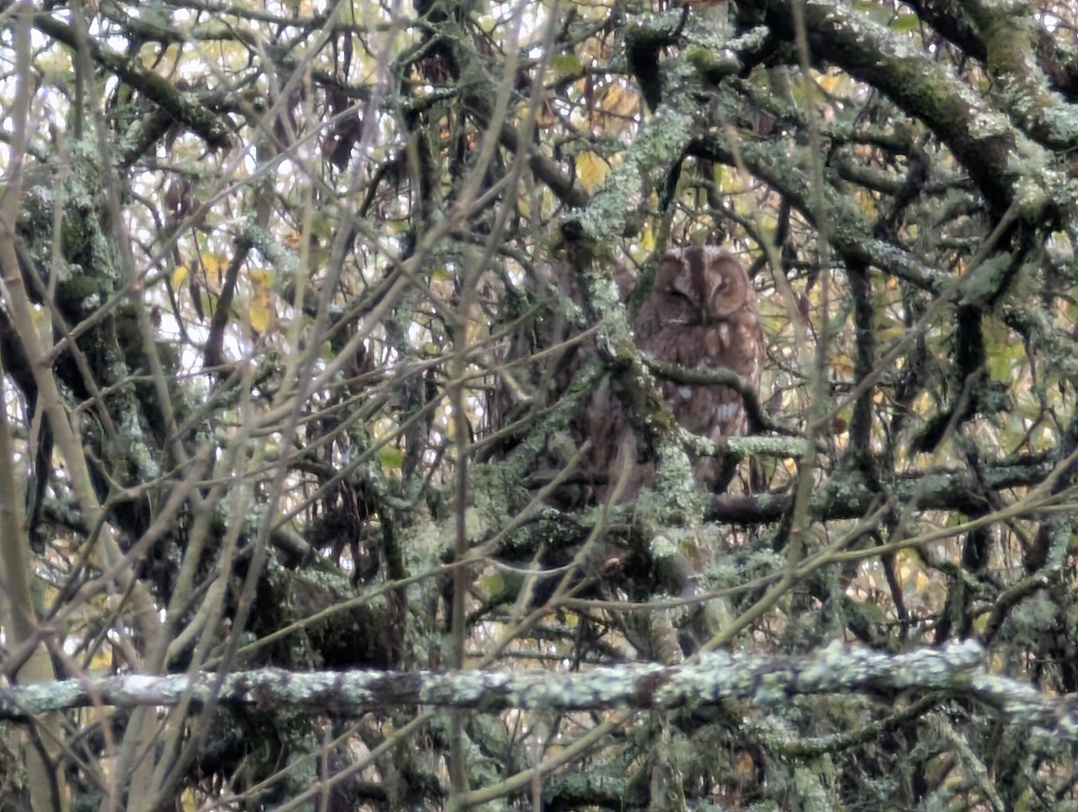 Chouette hulotte - ML645312828