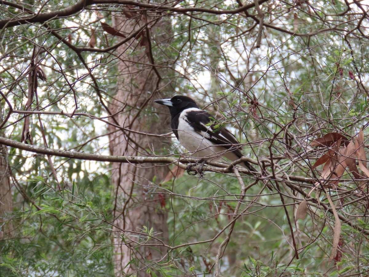 flétňák černohrdlý - ML645312831