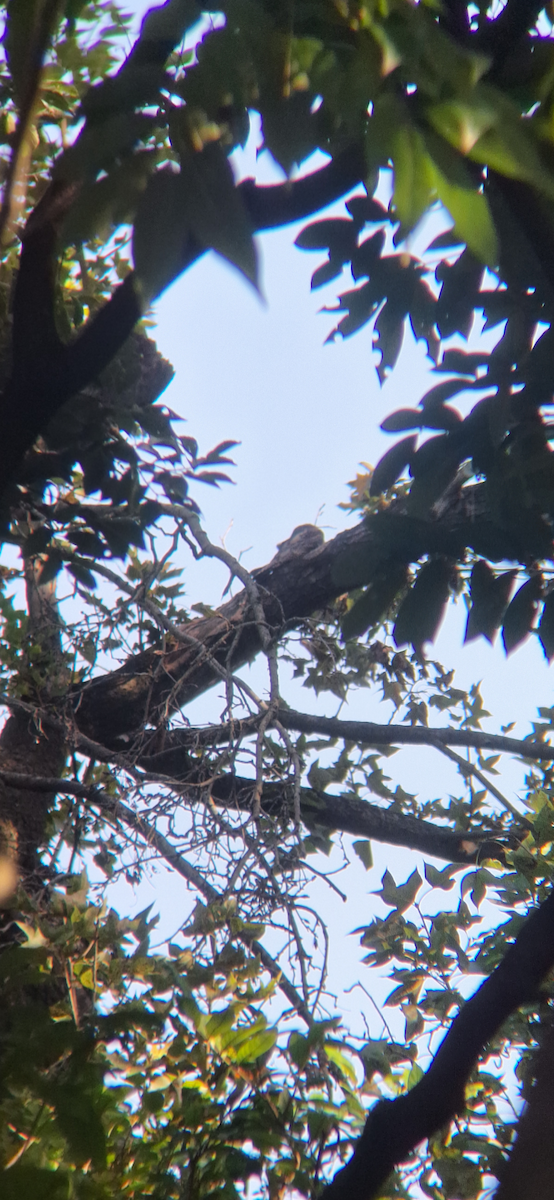 Gray Nightjar - ML645312840