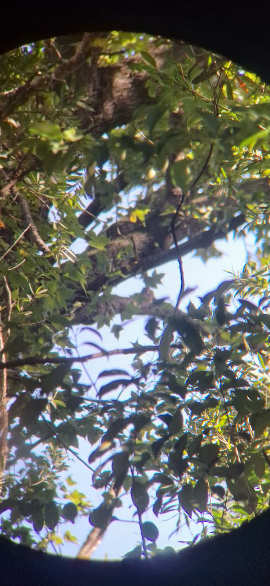 Gray Nightjar - ML645312841