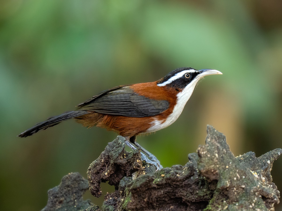 Sunda Scimitar-Babbler - ML645312854