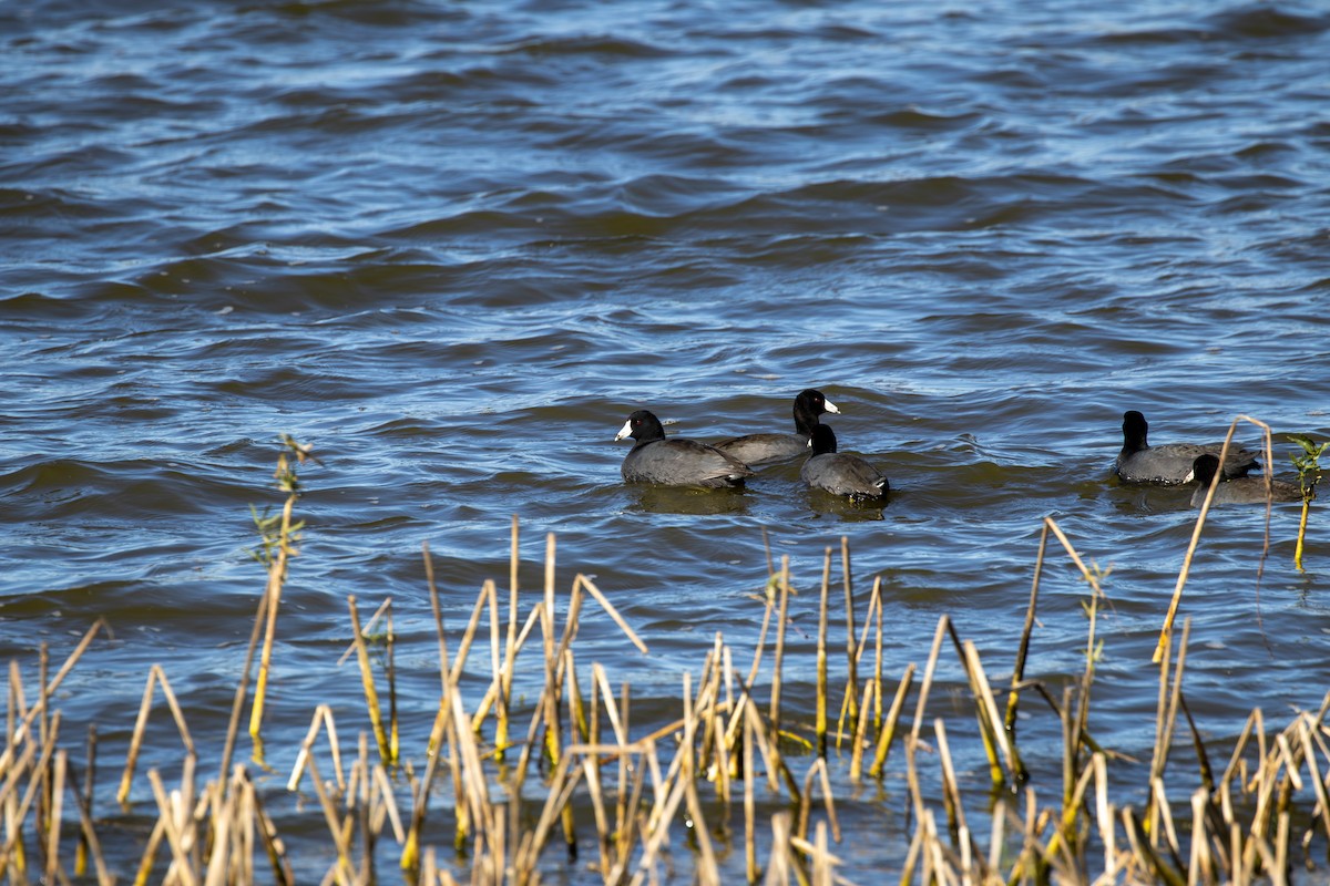 אגמית אמריקנית - ML645312855