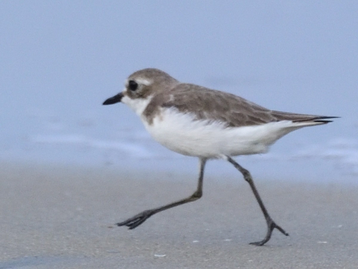 Tibetan Sand-Plover - ML645312857