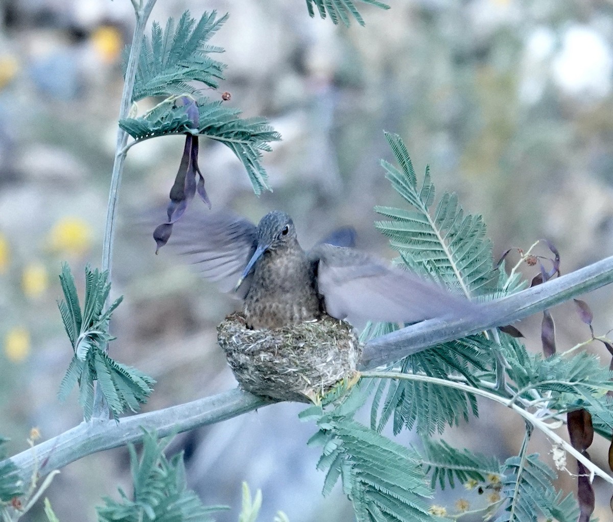 kjempekolibri - ML645312858